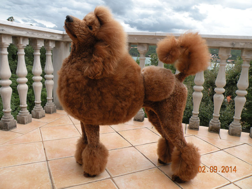 Brown Cropped Poodle Dog