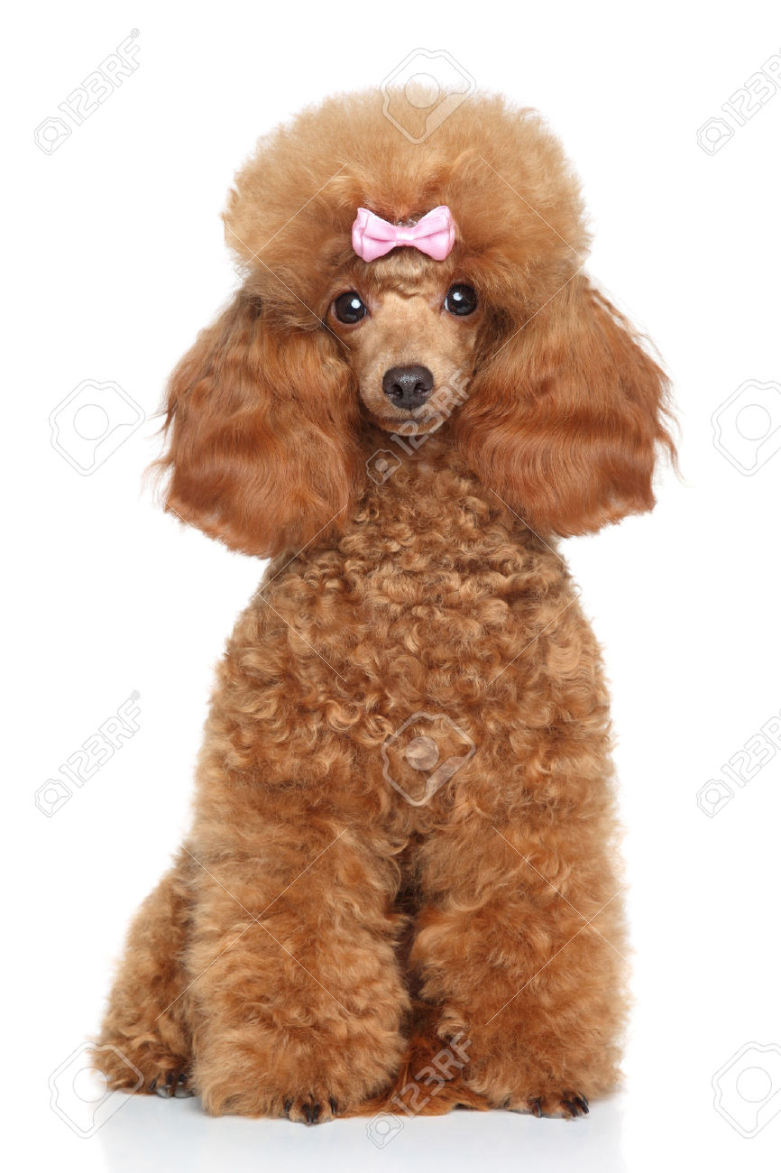 Brown Cropped Poodle Puppy Wearing Pink Bow