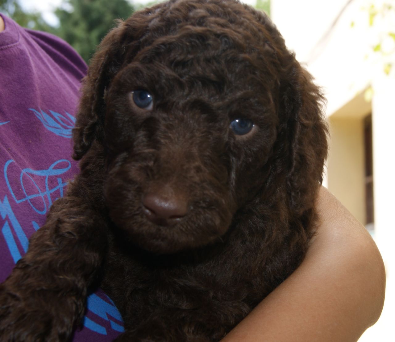 Brown Cute Little Poodle Puppy