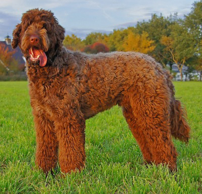 Brown Full Grown Poodle Dog In Lawn