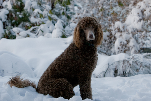 Brown Full Grown Poodle Dog Sitting In Snow
