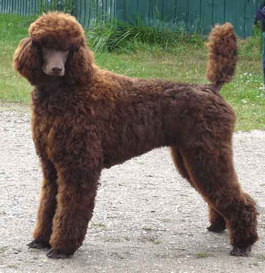 Brown Full Grown Poodle Dog