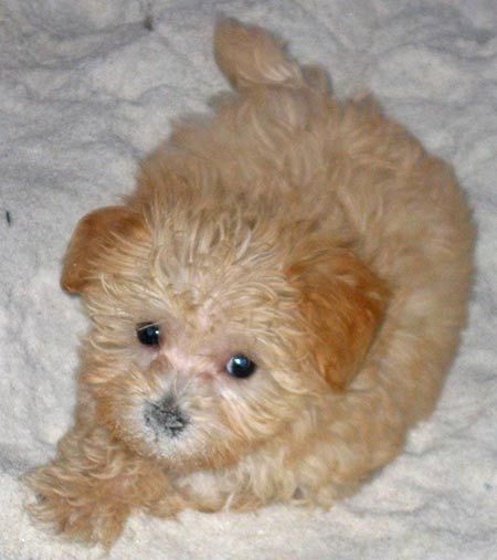 Brown Little Poodle Dog