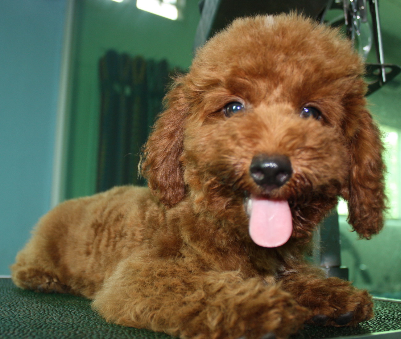 Brown Poodle Dog Closeup Picture