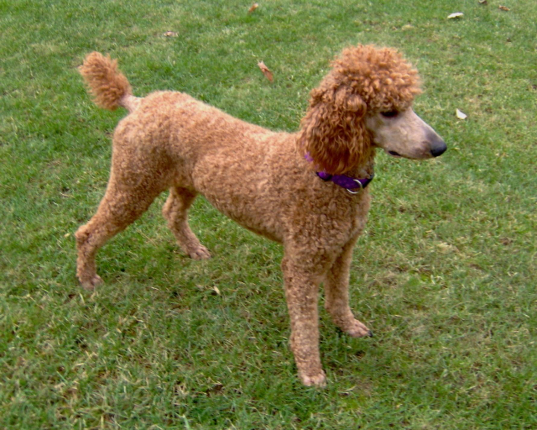 Brown Poodle Dog In Sitting