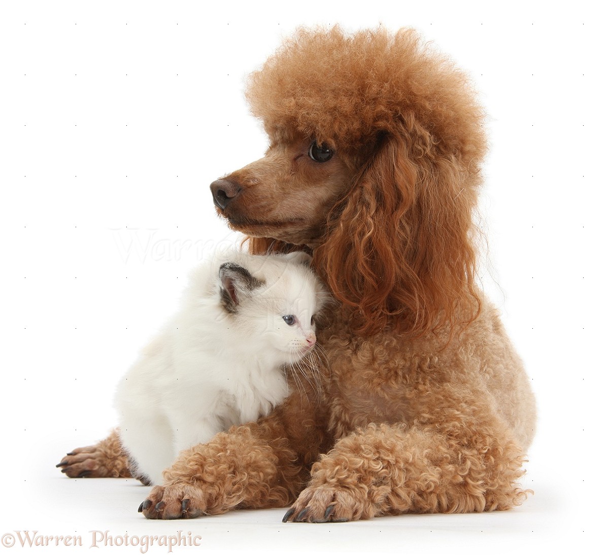Brown Poodle Dog Sitting With White Kitten