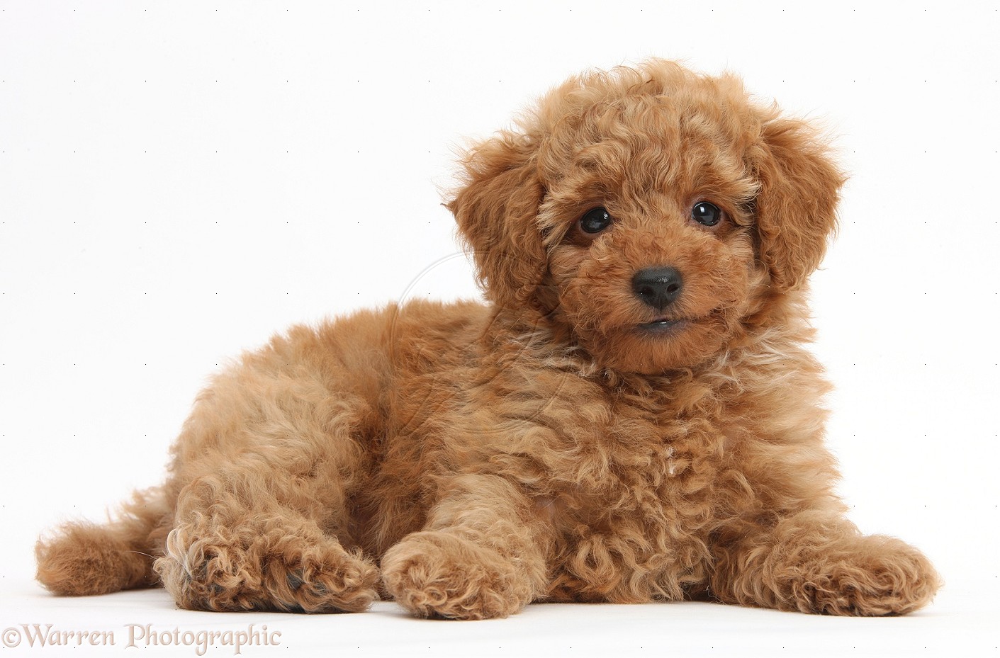 Brown Poodle Puppy Sitting Image