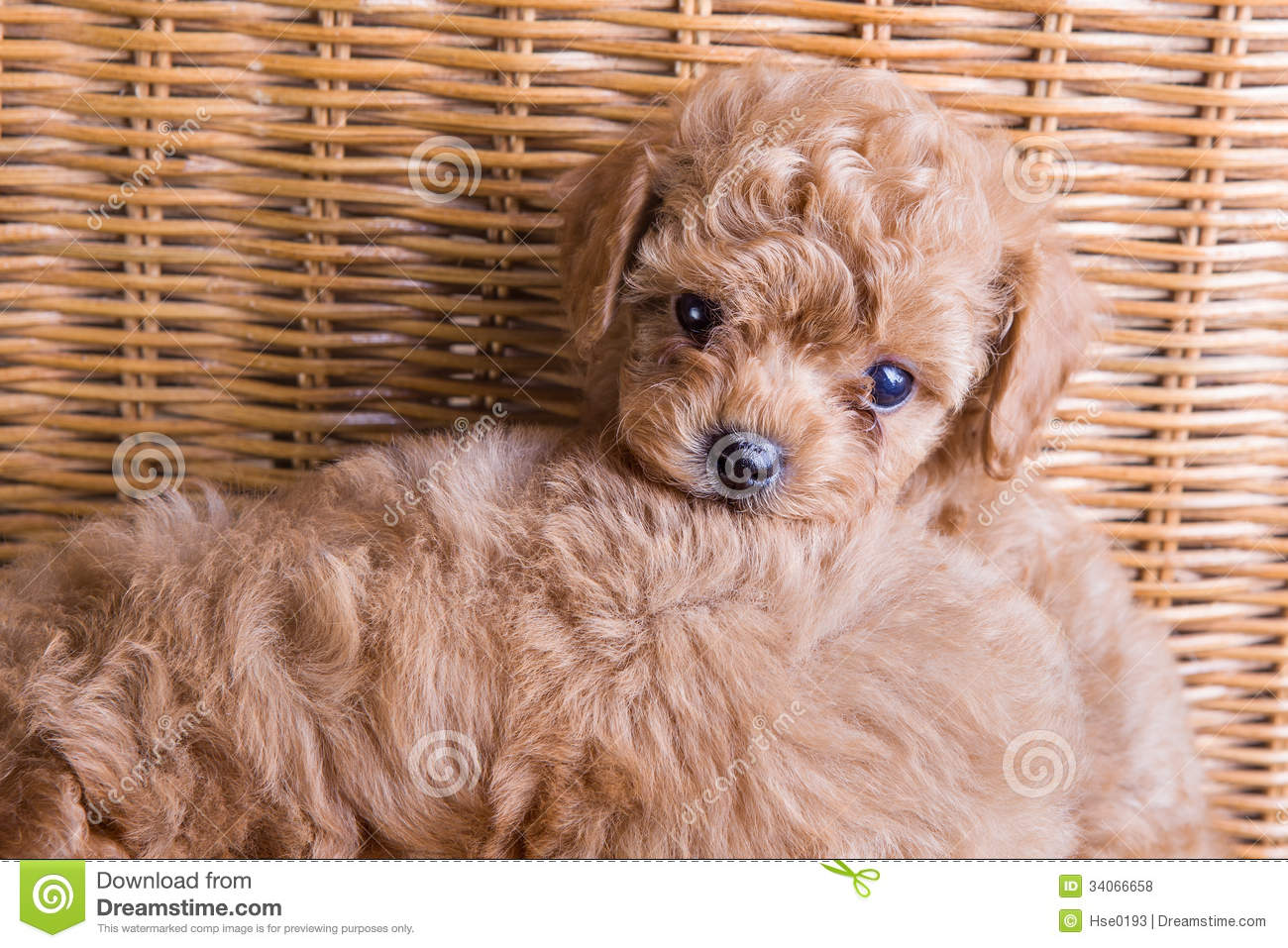 Brown Poodle Puppy Sitting