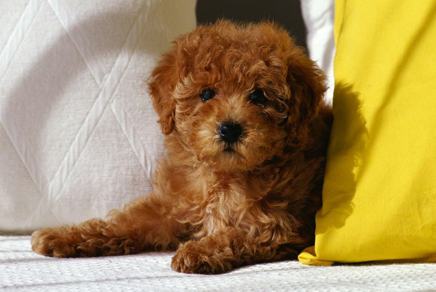 Brown Poodle Toy Dog