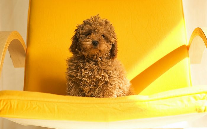 Brown Toy Poodle Puppy Photo
