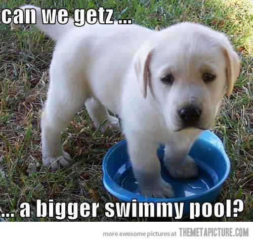 Can We Getz A Bigger Swimmy Pool Funny Cute Puppy Image