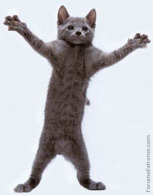 Cat Dancing Funny Animated Image