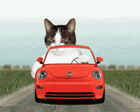 Cat Driving Car Funny Animated Image