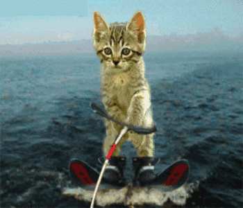 Cat Water Skating Funny Animated Image