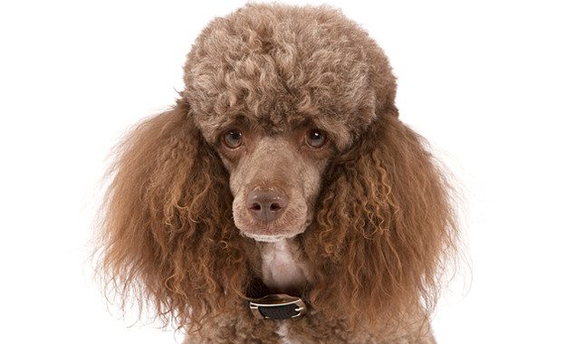 Cropped Brown Poodle Dog