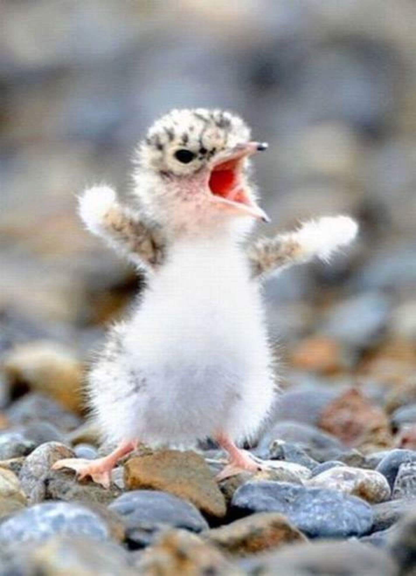 Cute Baby Bird With Angry Face Funny Picture