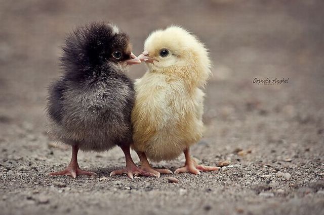 Cute Baby Birds Kissing Picture