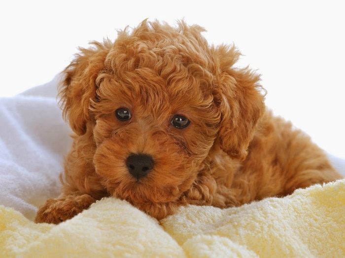 Cute Brown Poodle Puppy