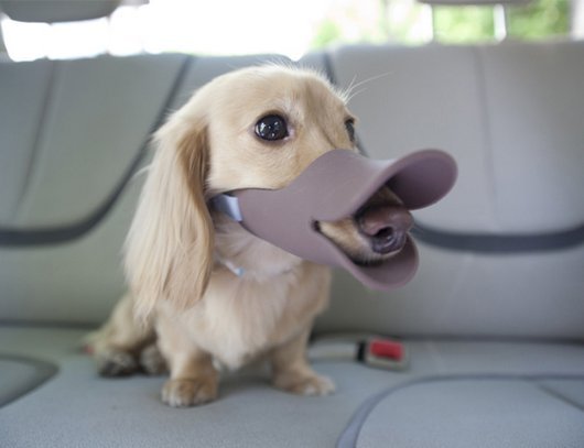 Cute Dog With Duck Mask Funny Image