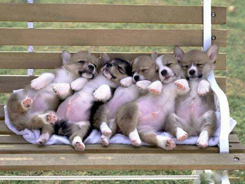 Cute Dogs Sleeping Funny Picture