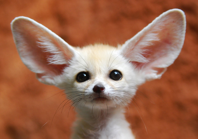 Cute Fennec Fox Funny Picture