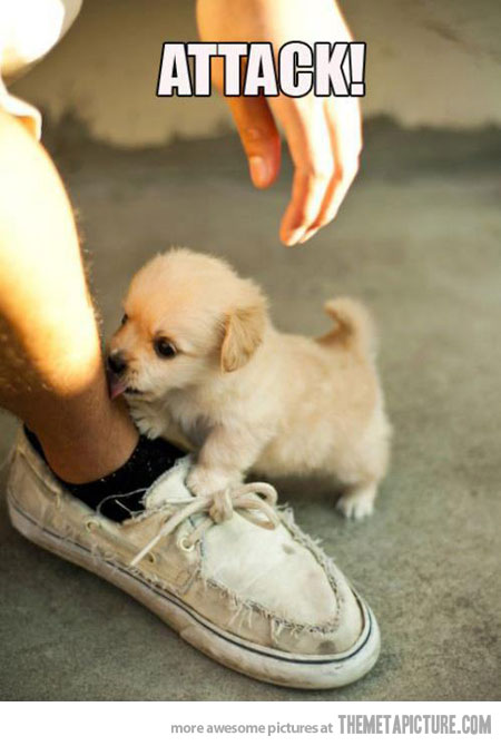Cute Funny Puppy Attack Image