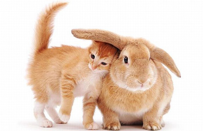 Cute Kitten And Rabbit Funny Picture
