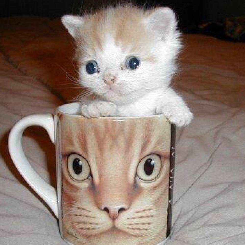 Cute Kitten On Cup Funny Picture