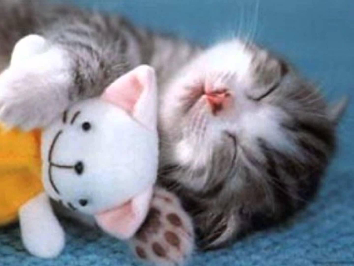 Cute Kitten Sleeping With Toy Cat Funny Picture