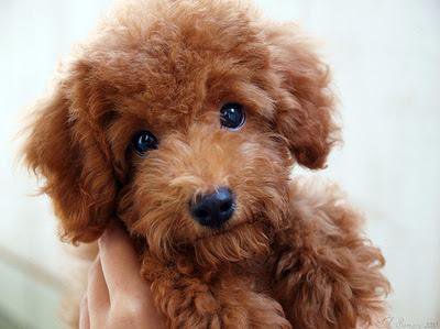 Cute Little Brown Poodle Puppy Looking At Camera