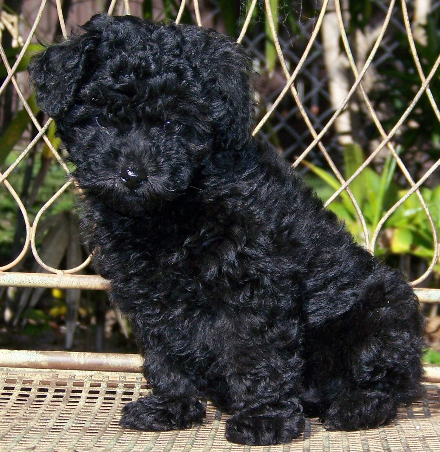 Cute Miniature Black Poodle Dog