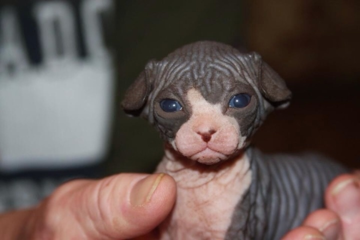 Cute New Born Sphynx Kitten