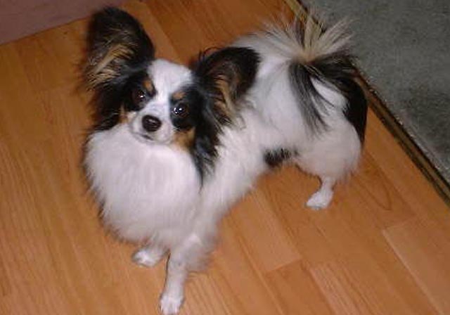 Cute Papillon Dog Looking Up