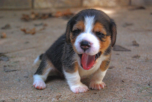 Cute Puppy Laughing Face Funny Image
