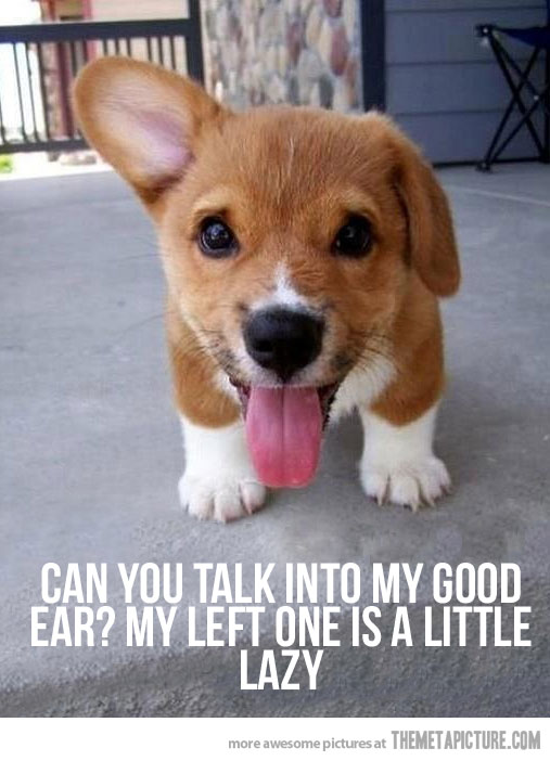 Cute Puppy With Lazy Ear Funny Picture