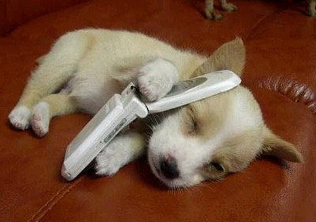 Cute Puppy With Mobile Phone Funny Picture