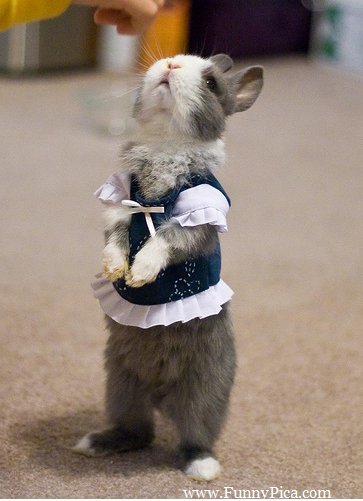 Cute Rabbit In Girl Dress Funny Picture