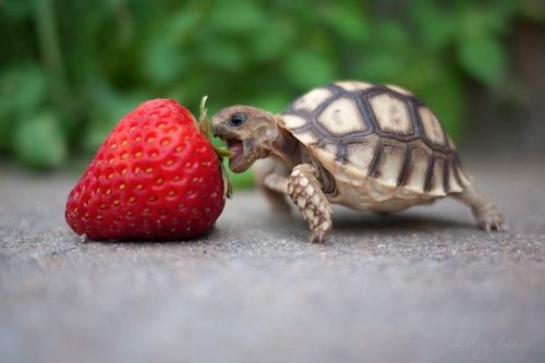 Cute Turtle Trying To Eat Strawberry Funny Picture