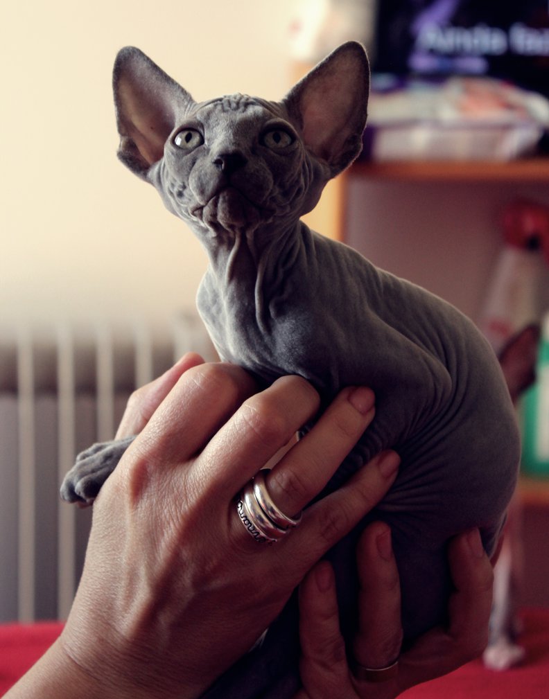 Dark Grey Sphynx Kitten In Hands