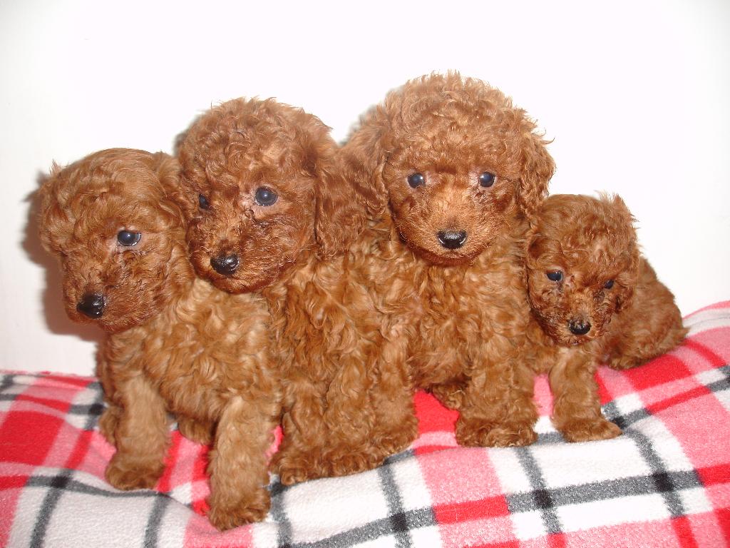 Four Cute Poodle Puppies