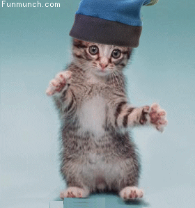 Funny Cat Dancing Animated Image