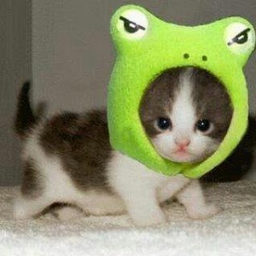 Funny Cute Cat In Green Hat