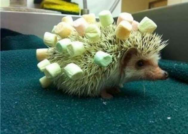 Funny Cute Hedgehog Image