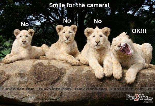 Funny Cute Lions Image