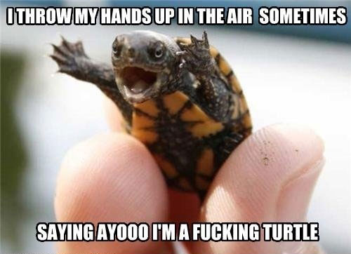 Funny Cute Little Angry Turtle Image