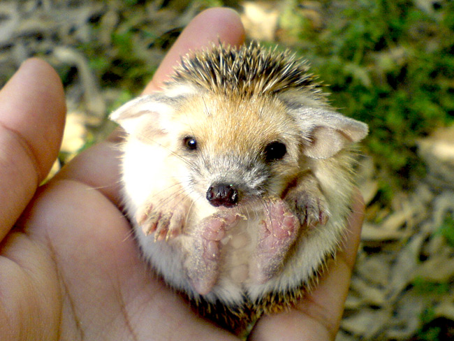 Funny Cute Little Hedgehog Picture
