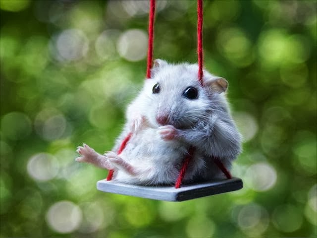 Funny Cute Mouse On Swing
