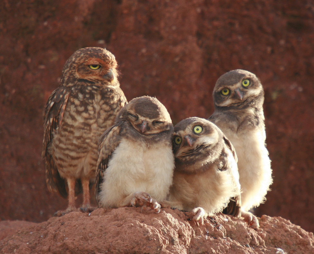 Funny Cute Owls Picture