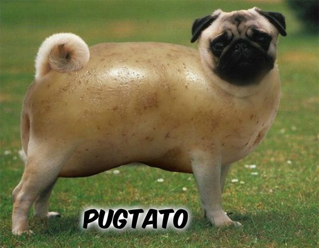 Funny Cute Pug Dog Photoshopped Image