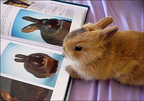 Funny Cute Rabbit Looking Their Parents Photo
